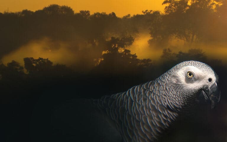 copertina Il mondo tropicale