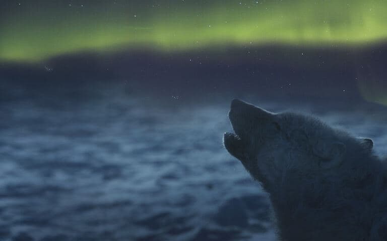 copertina Il mondo polare