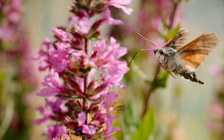 copertina Magie segrete della natura