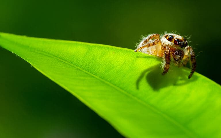 copertina Viva i brutti! - La bellezza nascosta degli animali