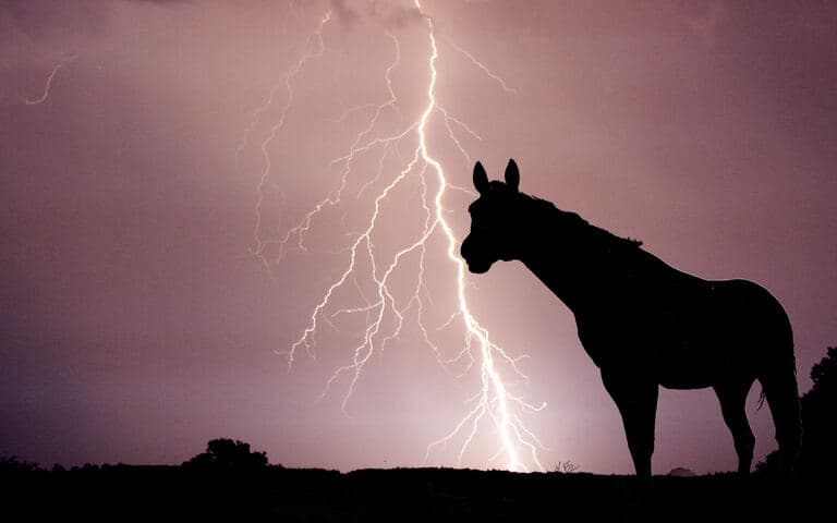 copertina Animali nella tempesta