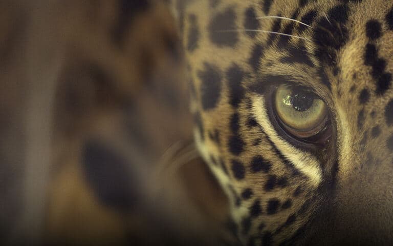 copertina La spiaggia dei giaguari