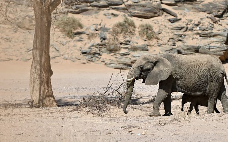 copertina La nostra Africa: Professionisti della natura