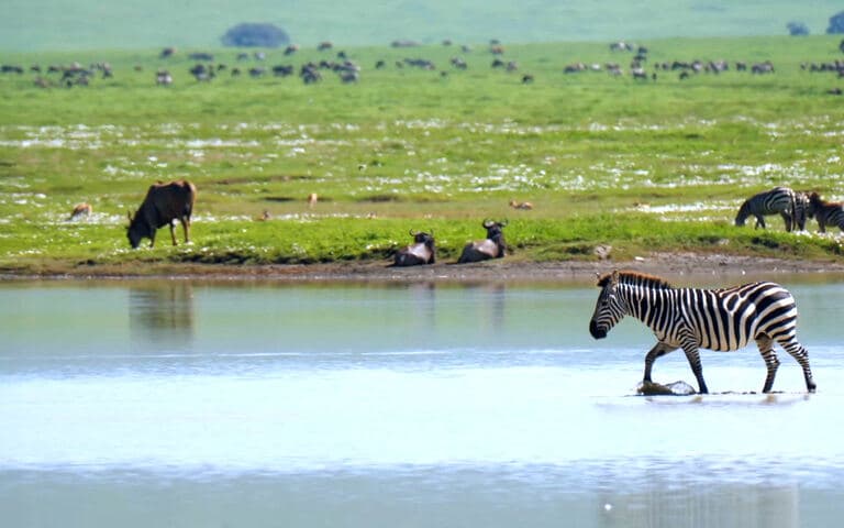 Vita e natura d'acqua dolce copertina del programma Vita e natura d'acqua dolce