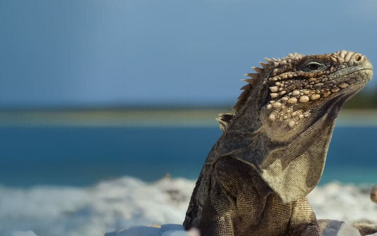 copertina del programma Cuba: meraviglie della natura
