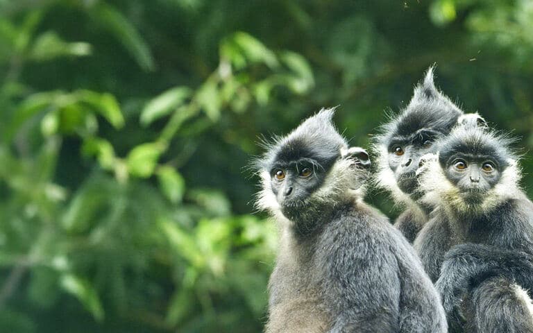 copertina Untamed Vietnam