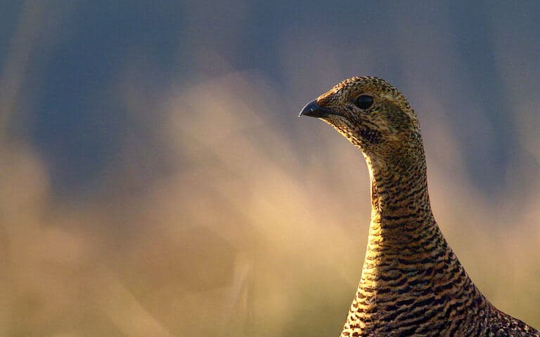 copertina Galline... ma non solo