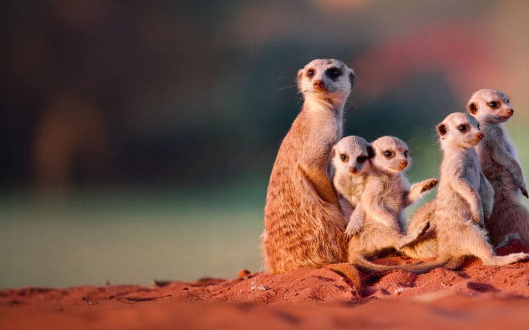 copertina Namibia: la perla d'africa