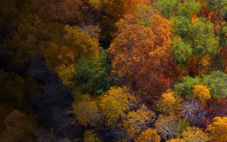 copertina Alberi, che meraviglia!