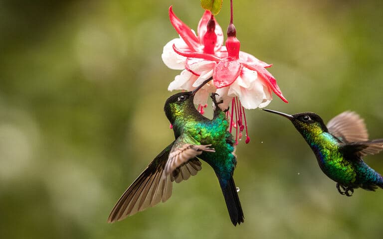 copertina Same same - But different