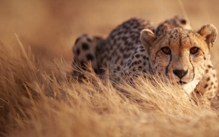 Casa dolce casa - Dove vivono gli animali copertina del programma Casa dolce casa - Dove vivono gli animali